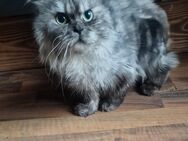 Langhaar Kater - Osterhofen