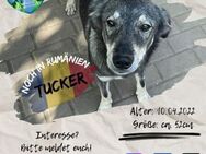 TUCKER - do what you love: ADOPT ME :-) - Waakirchen