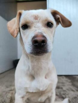 ARAMIS-fröhlich, leinenführig kinderlieb - Linden (Hessen)