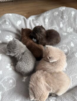 Britisch Kurzhaar Kitten - Dettenheim