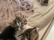 2 Kitten suchen liebevolles Zuhause - Mettmann
