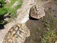 Zuchtgruppe Griechische Landschildkröten abzugeben in 04564