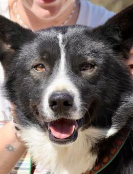 Samy, klug, freundlich, leinenführig - Westerholt