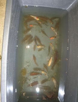 Goldfische schwarz und Shubkins - Grefrath (Sport- und Freizeitgemeinde)