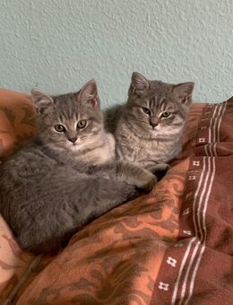 ✨ Zwei liebevolle BKH-Kitten suchen ein neues Zuhause – am liebsten gemeinsam! ✨ - Erkelenz