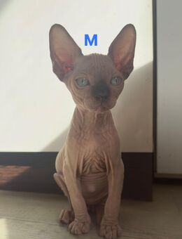 Sphynx Babys Katzen 800€ - Ahaus