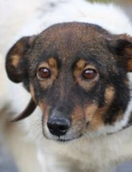 Jojola - zutraulich u. kinderlieb - Lohra