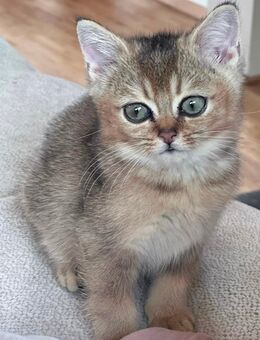 Süße BKH x Golden Chinchilla Kitten – entwurmt & abgabebereit - Berlin