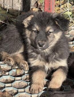 Welpenmädel Dana 💖 - Laufen