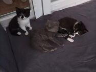 Katzenbabys NWK Siam Mischlinge - Wesseling