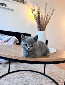 Britisch kurzhaar BKH Kitten - Ruppichteroth