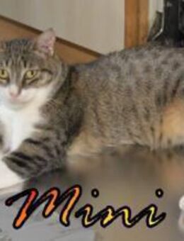 Vermittlungshilfe Mini - 48429 Rheine - Heppenheim (Bergstraße)