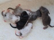 Mega süsse Rennmausbabys suchen ein neues zuhause - Düren