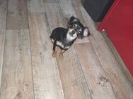 Langhaar Chihuahua Dame 6 Monate - Halberstadt