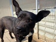 Liebenswerte Luna sucht ihre Familie - Kallmünz