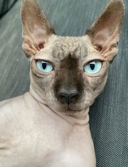 Deckkater Canadian Sphynx - Bremen