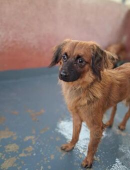 Rufus Eros leidet im Tierheim - Wöllstadt