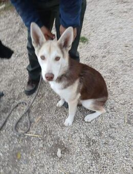 Percy-VA superlieber Rüde - Neustadt (Rübenberge)