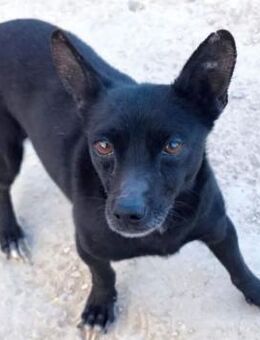 Negrito kennt nicht viel - Donaueschingen