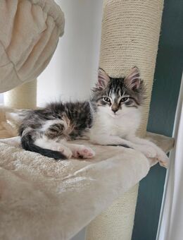 Zauberhafte Kitten suchen ihren Platz ✨️ - Sankt Sebastian