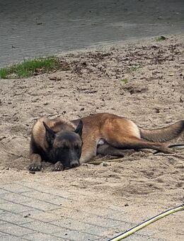 Malinois Rüde abzugeben - Krefeld