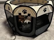 Shih-Tzu Welpen - Lauda-Königshofen