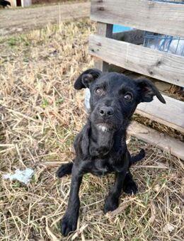 ❤️✨ Welpenmädchen Suki sucht Dich ✨❤️ - Eislingen (Fils)