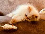 Perser Katze sucht liebevolles zuhause - Niepars
