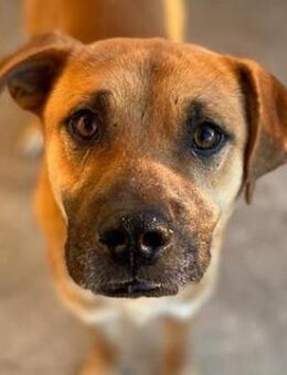 Jordan, geb. ca.02/2022, GRIECHENLAND - Euskirchen