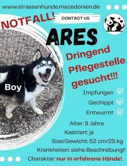 Ares sucht dringend - Ovelgönne