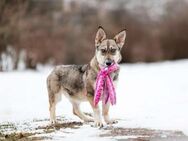 Fröhliche Fiona sucht ihr Zuhause - Duisburg