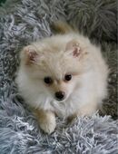 Zwergspitz (Pomeranian) - Kleinspitz Welpen in 85669