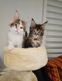 2 reizende Maine Coon Kitten suchen ein neues Zuhause - Mehlingen