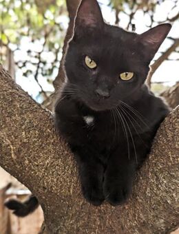 Mini-Panther RENA sucht ihr Glück - Sehnde