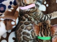 Bengal Katze - Essen