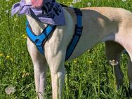 LAIKA . in Hessen auf Pflegestelle - Langen (Hessen)