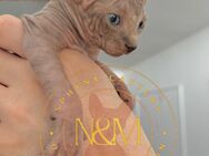 Canadian Sphynx Mit Stammbaum - Ulm