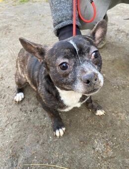 Monty - geb. 01/2020 - Remagen