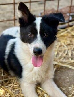 SUGAR ~ mit den tollen Öhrchen - Duisburg