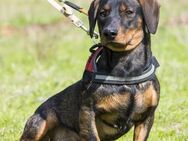 Bütyök Dackelmann auf der Suche - Puchheim