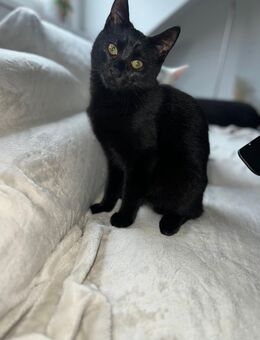 2 Katzen zu verkaufen - Wesel