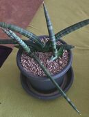 Sansevieria Cylindrica Skyline in 96472