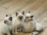 Ragdoll Heiligebirme blue point tabby Kitten - Lauterstein