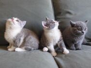 Britisch Kurzhaar (BKH), Katzenbabies, Katzenbabys, Kitten, (m/w) - Offenbach (Main) Bürgel