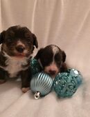 Corgipoo Welpen in 86343