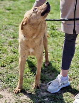 Freundliche SILVI sucht IHRE Menschen♥️ - München