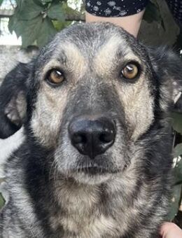 Quarta, geb. ca. 09/2018, Griechenland - Markdorf