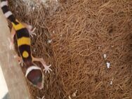 Leopardgecko - Bad Salzuflen Wüsten