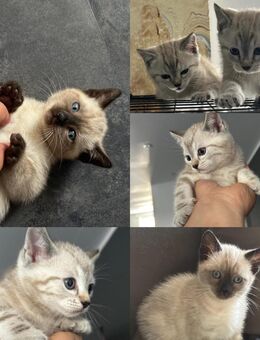 Schneebengal/BKH Kurzhaar- Kitten - Iserlohn