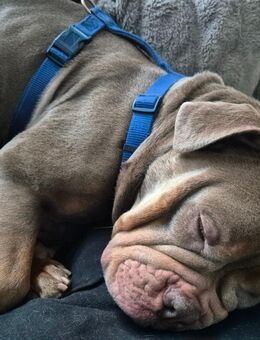 Liebevolle Old English Bulldogge „Dobby“ sucht erfahrenes Zuhause - Oldenburg